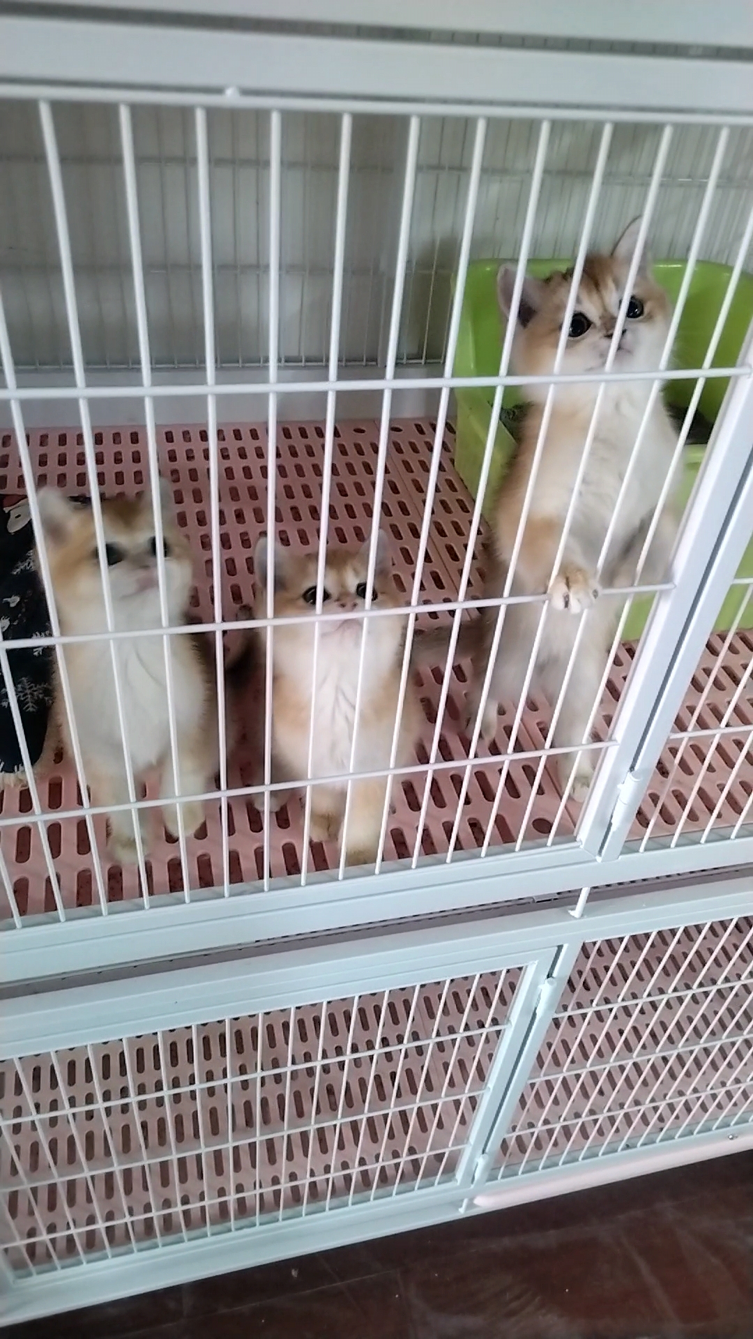 金渐层短毛